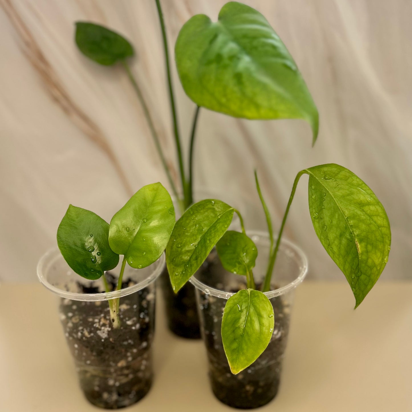 Monstera Deliciosa