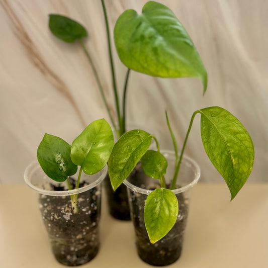 Monstera Deliciosa