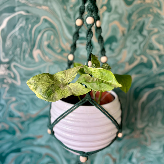Beaded Plant Hanger