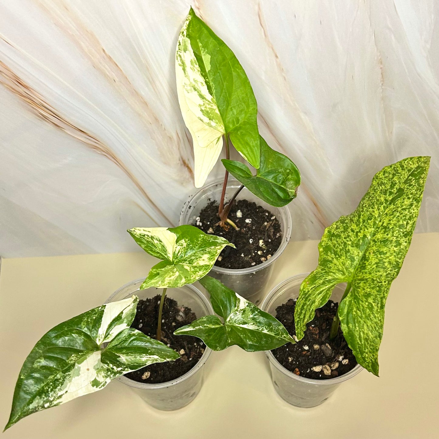 Syngonium (Arrowhead)