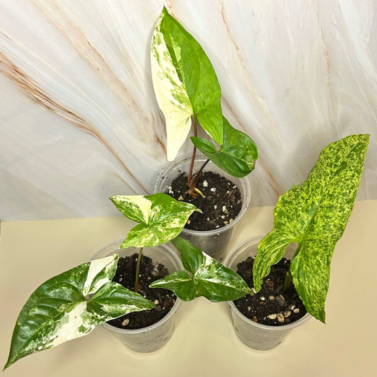 Syngonium (Arrowhead)