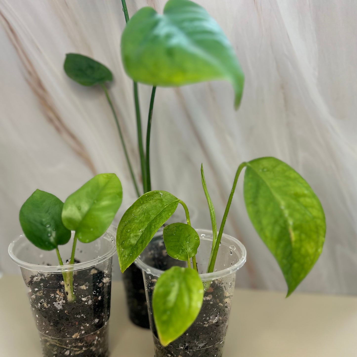 Monstera Deliciosa
